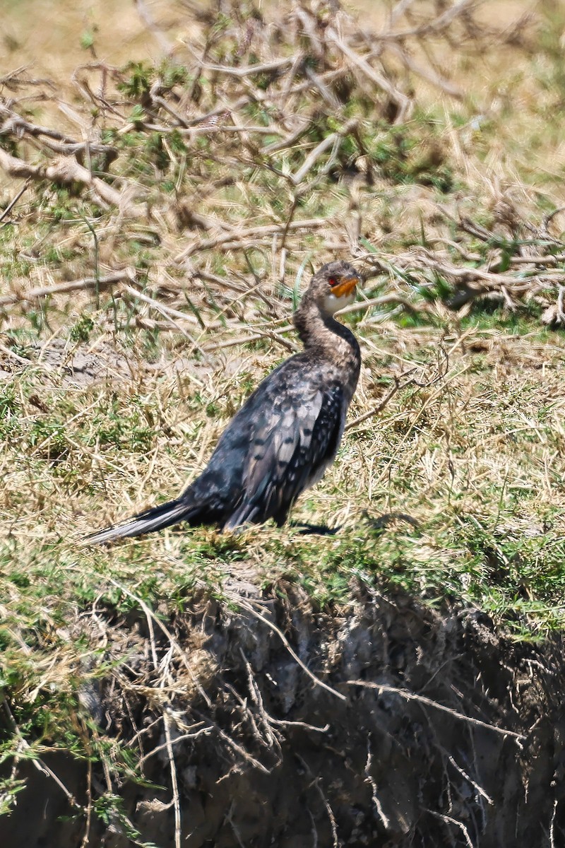 Reed Cormorant - ML641847758