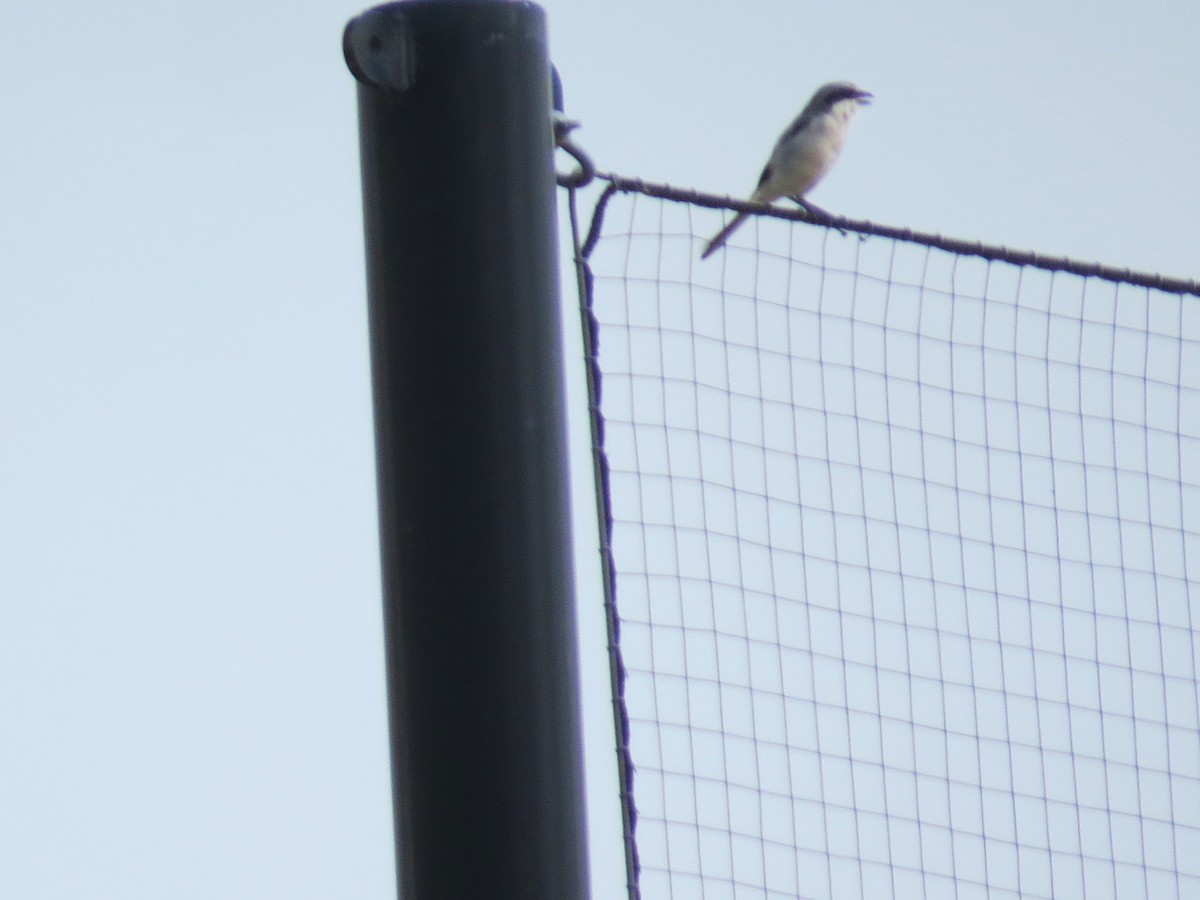 Loggerhead Shrike - ML641847760