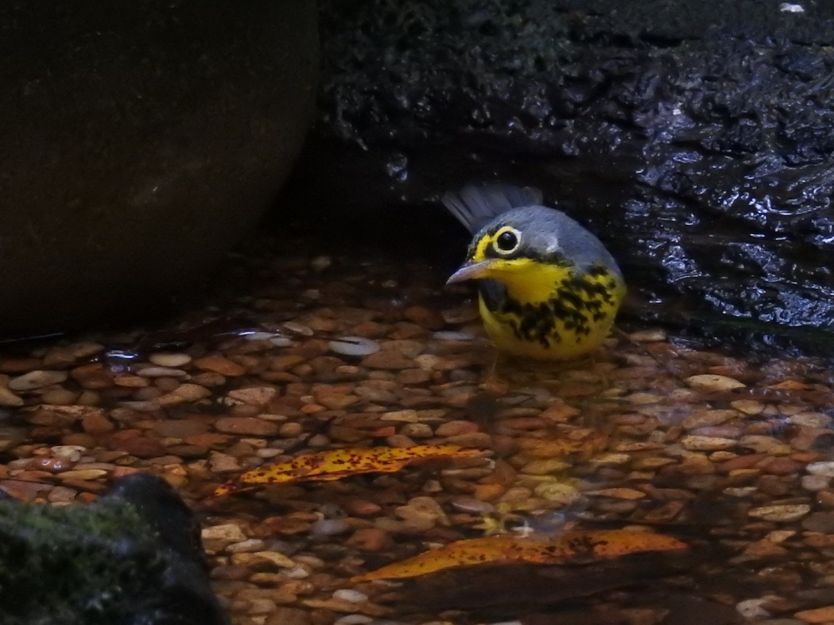 Canada Warbler - ML641847761