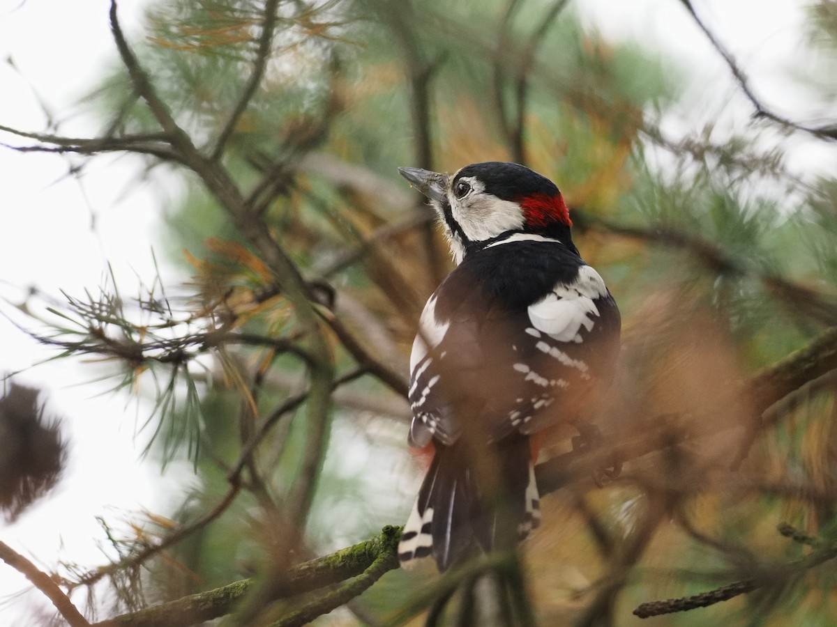 Great Spotted Woodpecker - ML641847762