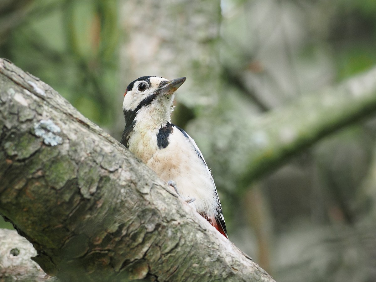 Great Spotted Woodpecker - ML641847763
