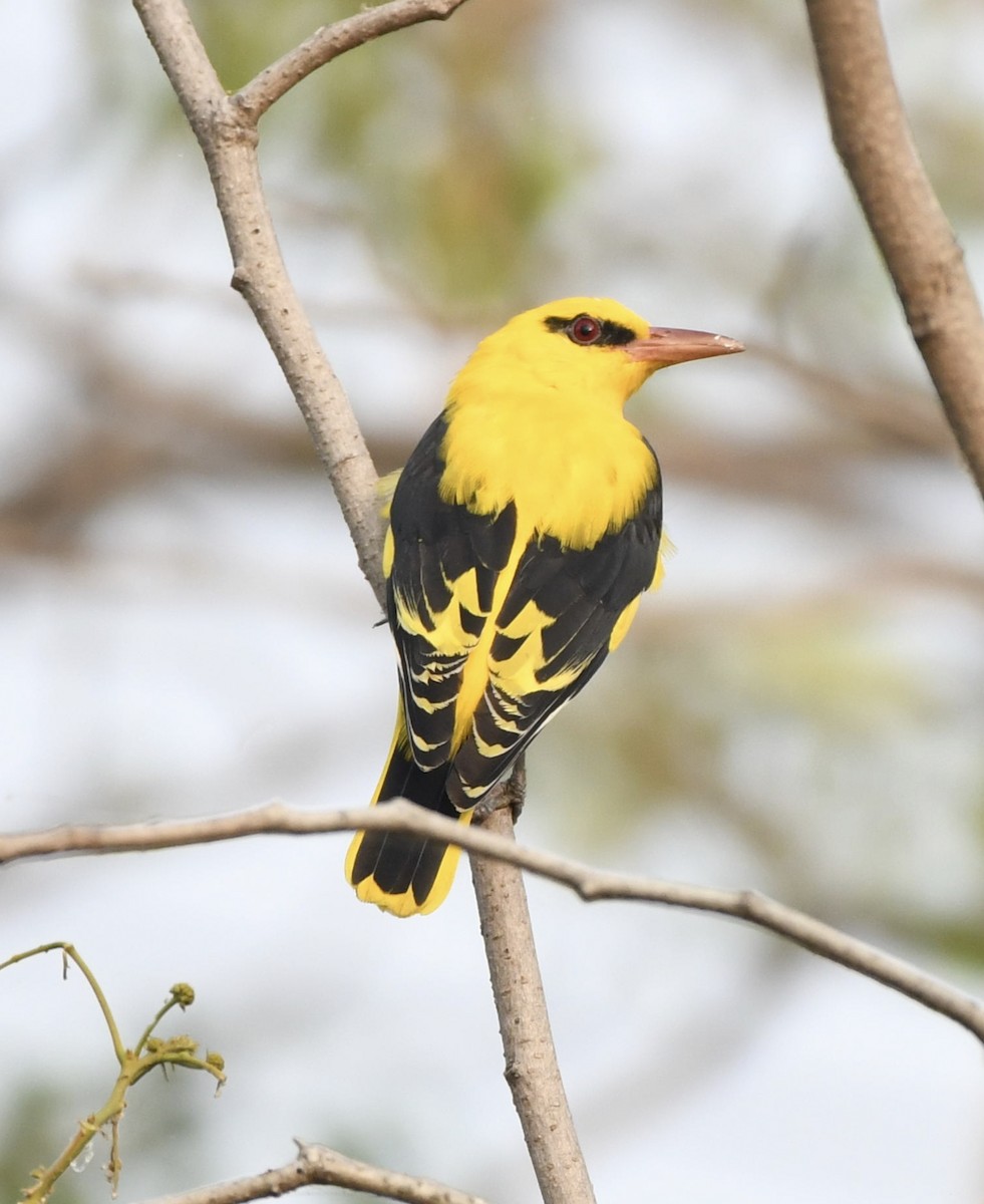 Indian Golden Oriole - ML641847764