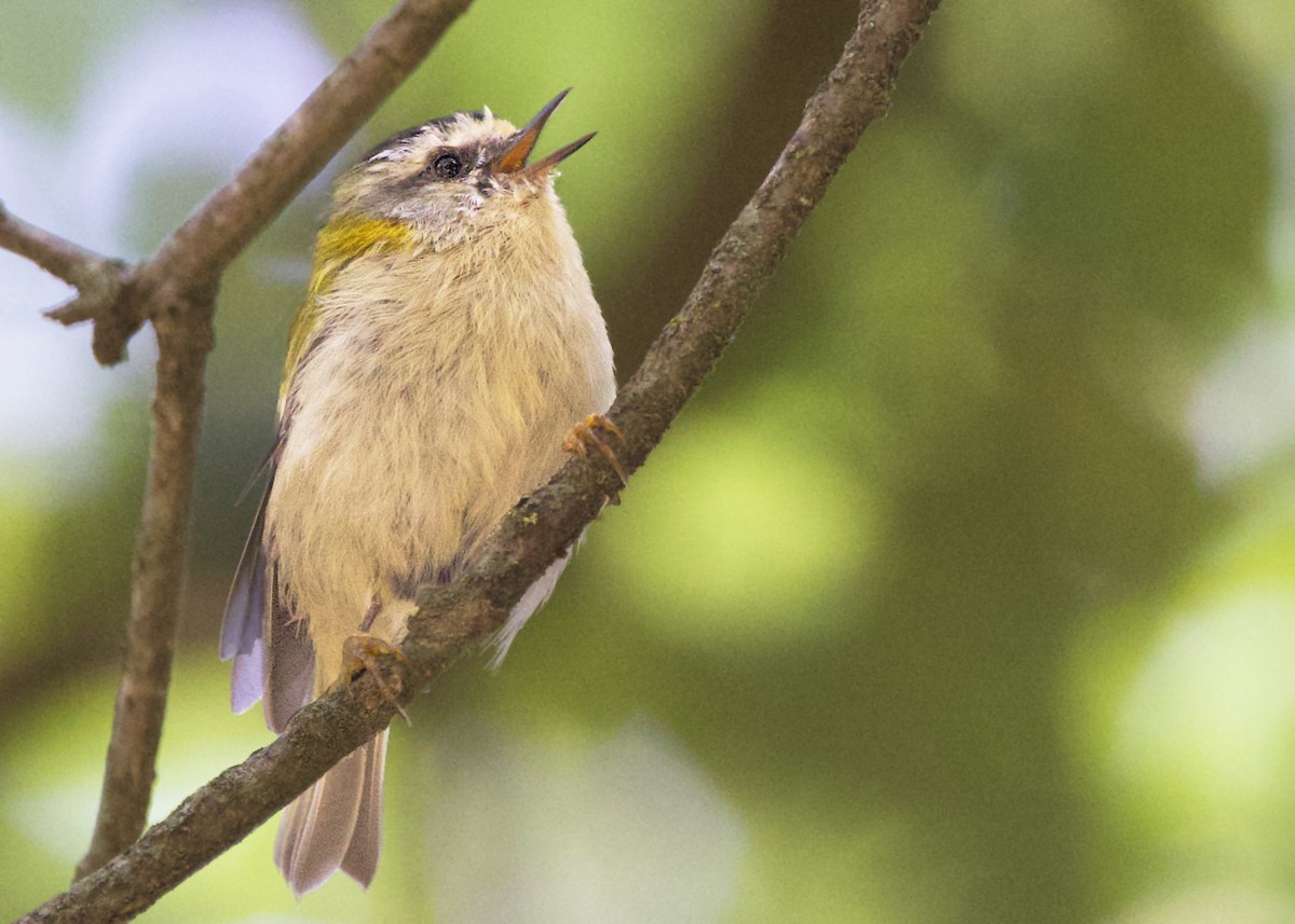 Common Firecrest - ML641847765