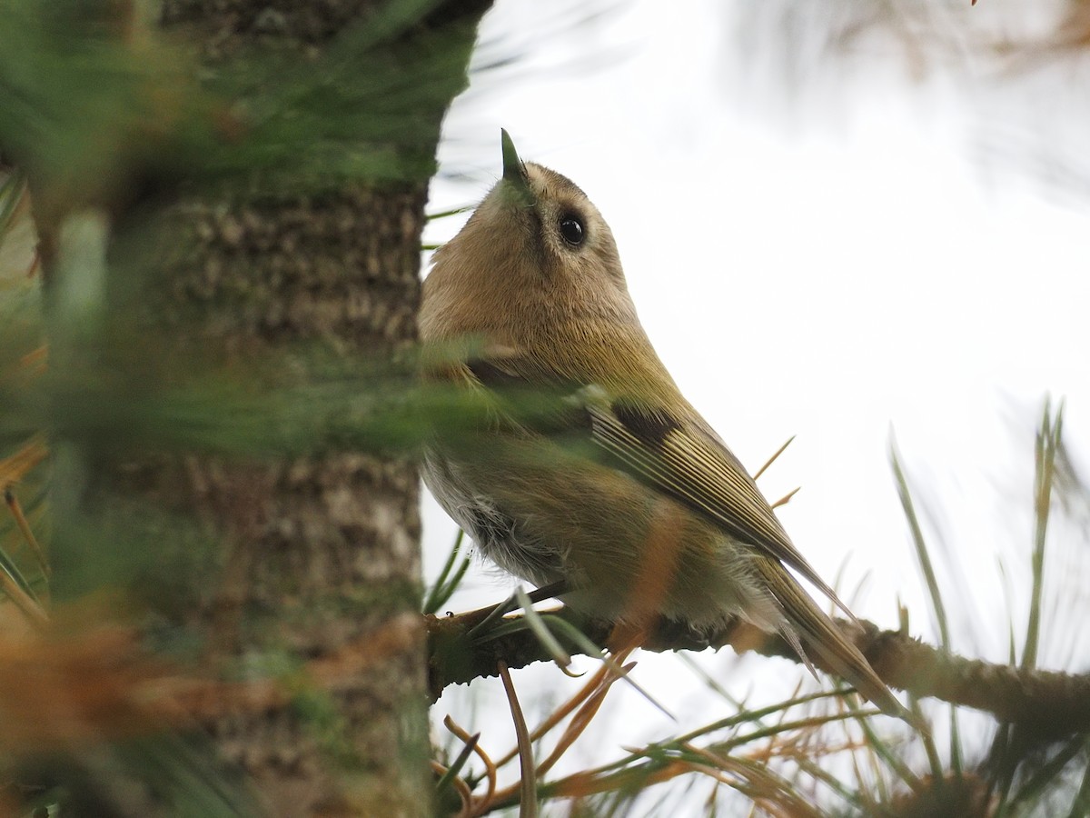 戴菊鳥 - ML641847767