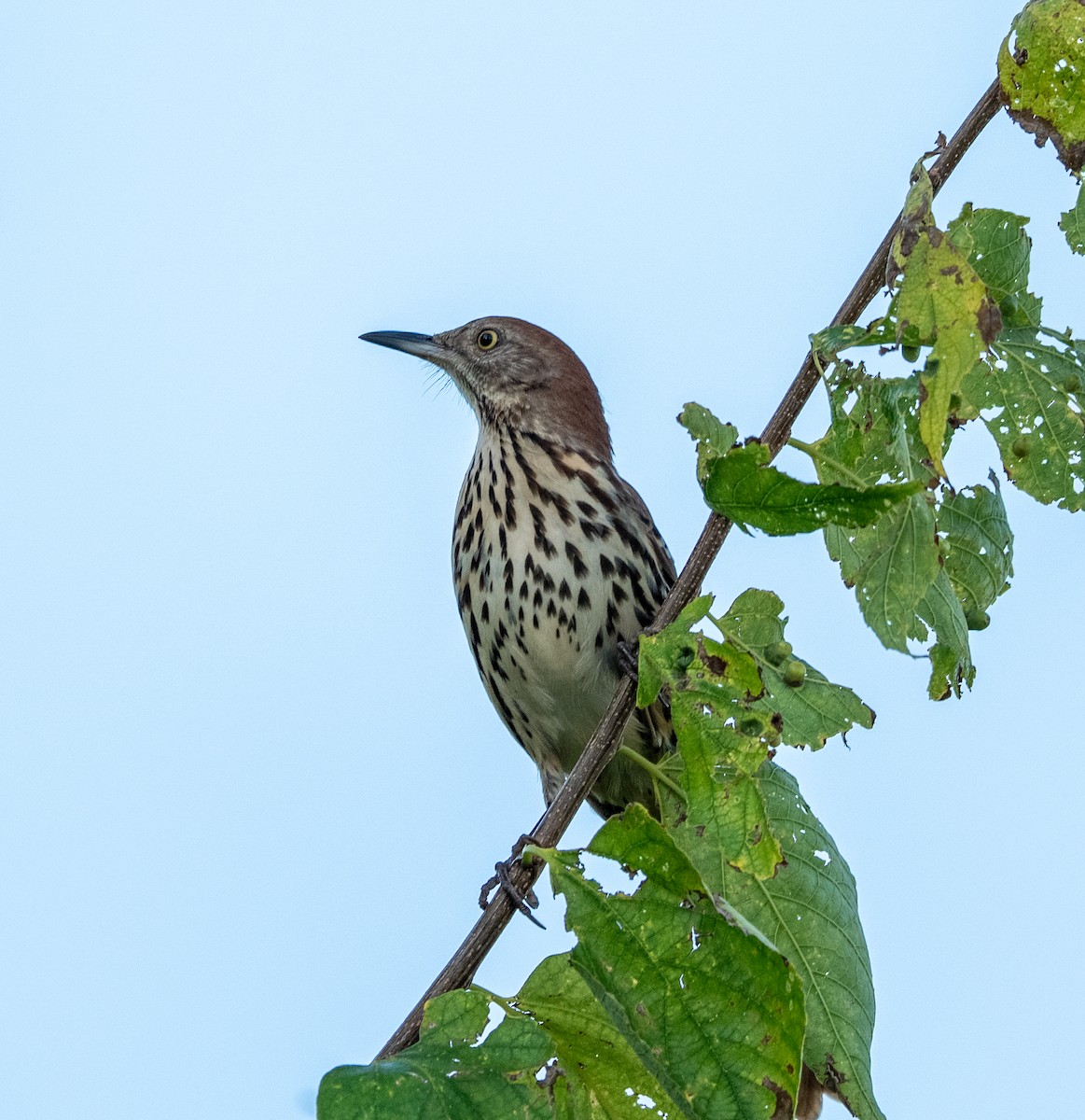 Brown Thrasher - ML641847769