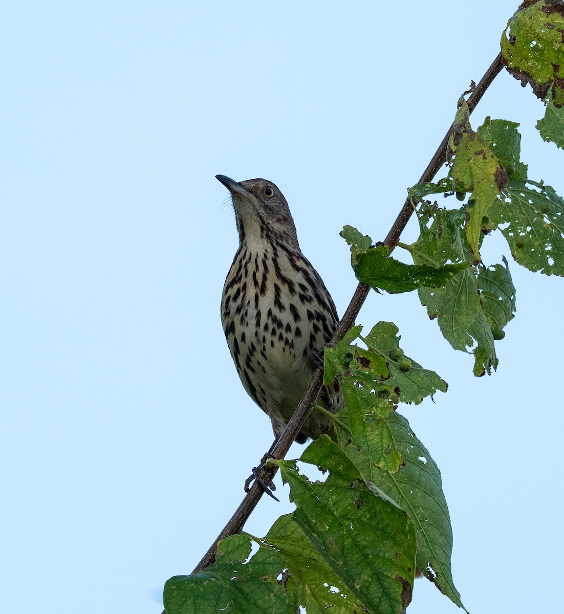 Brown Thrasher - ML641847770