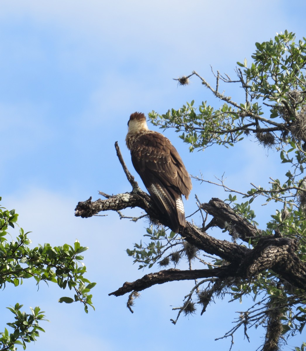 Crested Caracara (Northern) - ML641847775