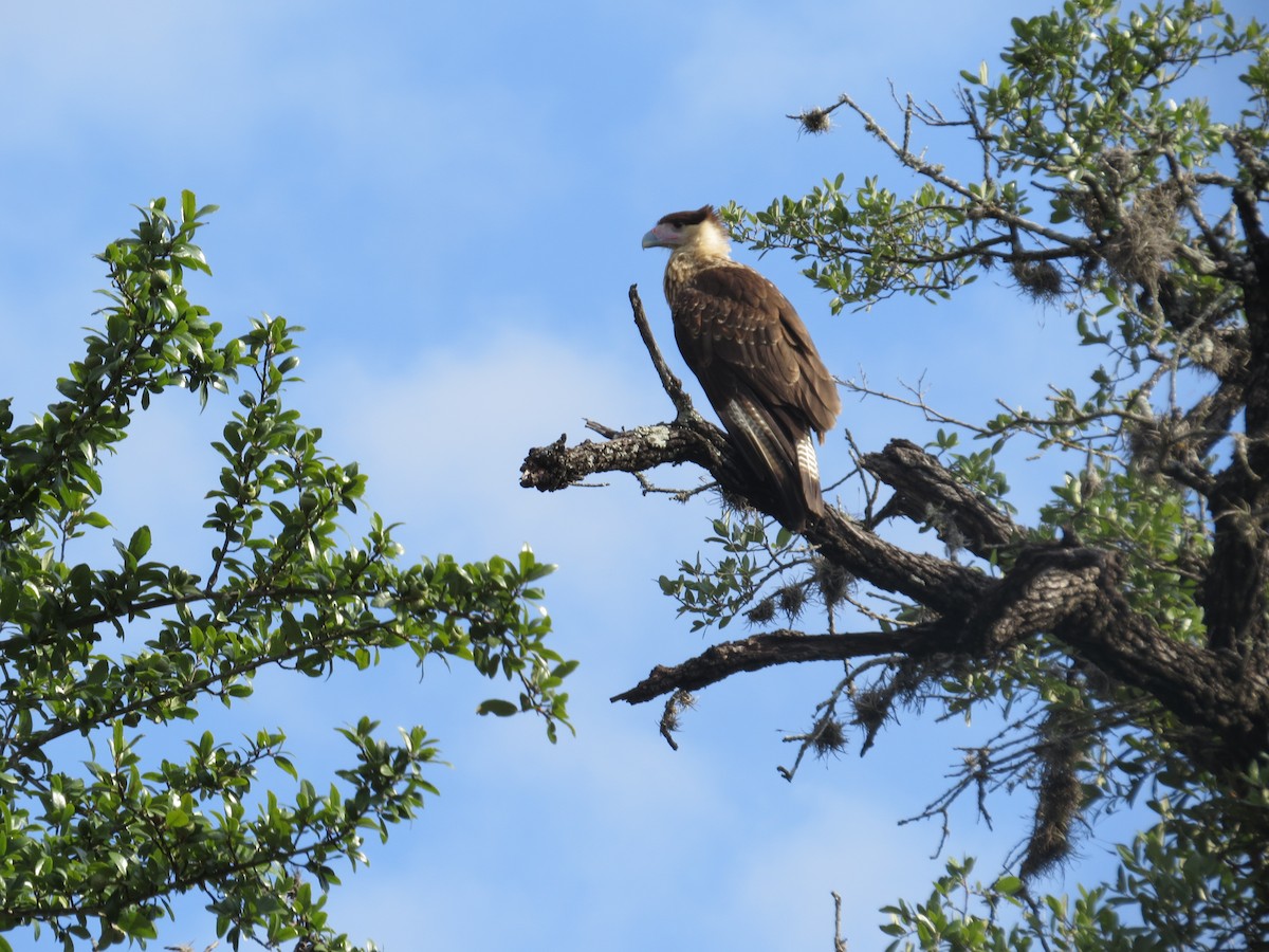 Crested Caracara (Northern) - ML641847776