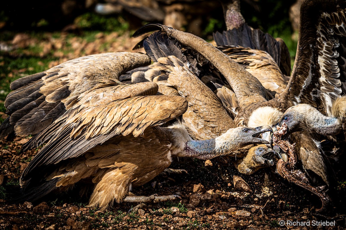Eurasian Griffon - ML641847777