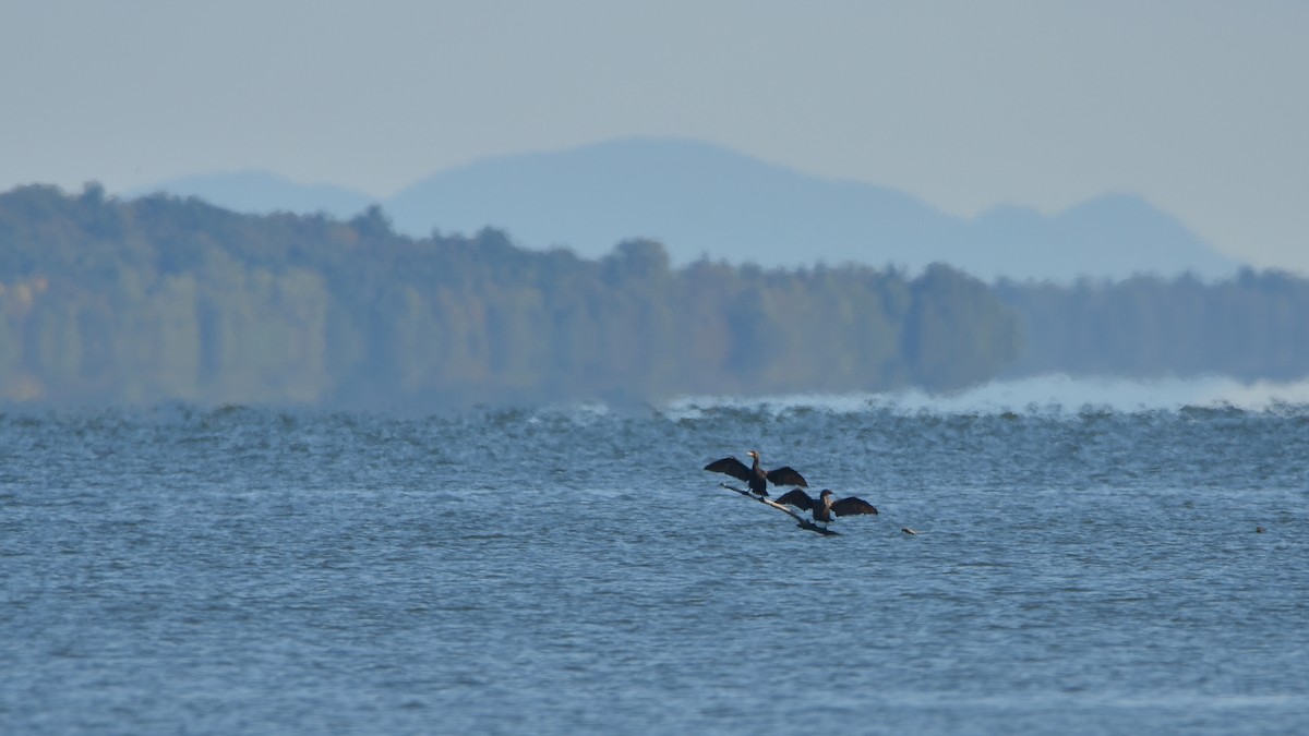 Double-crested Cormorant - ML641847778