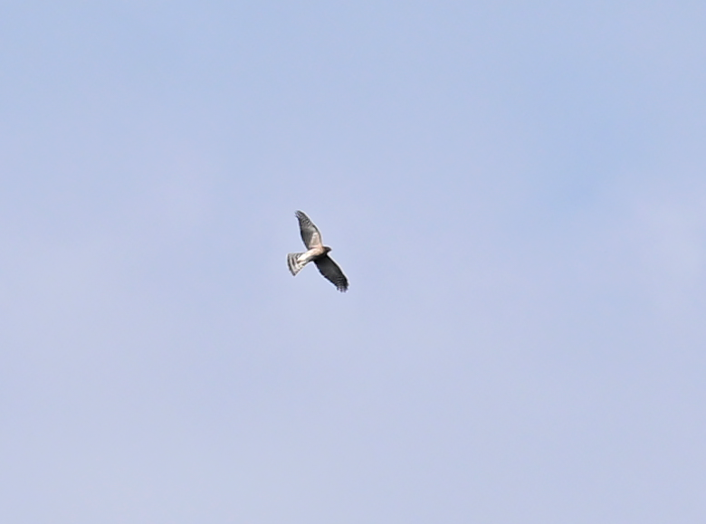 Sharp-shinned Hawk (Northern) - ML641847785