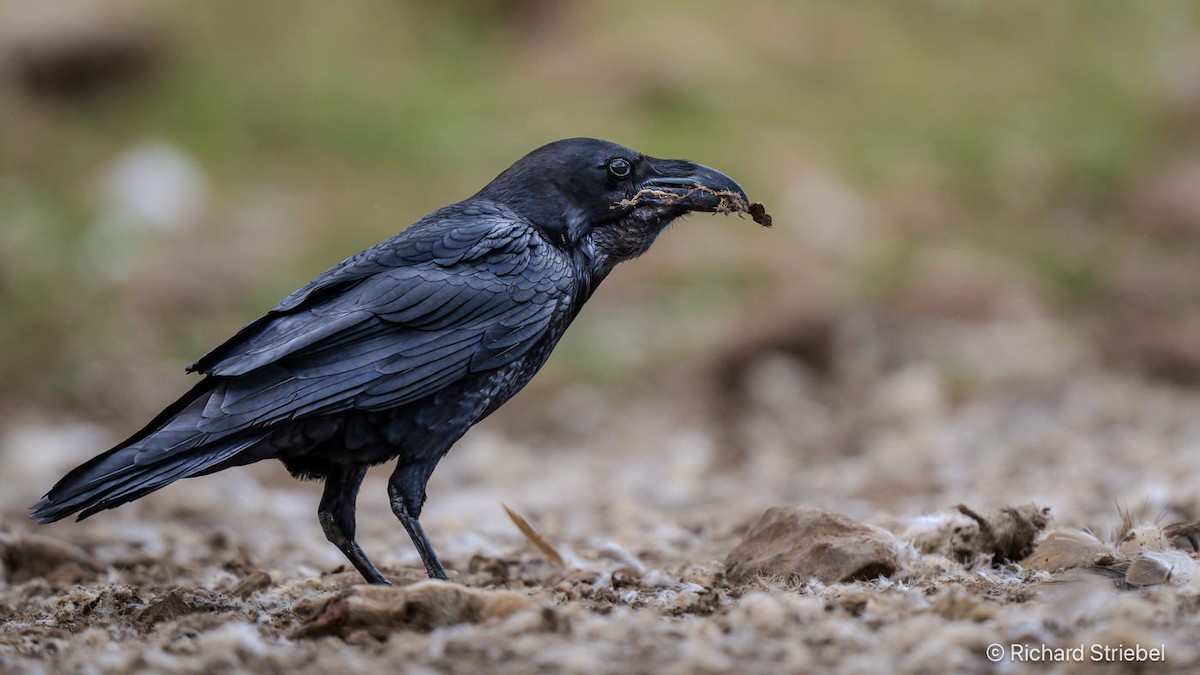 Common Raven - ML641847786