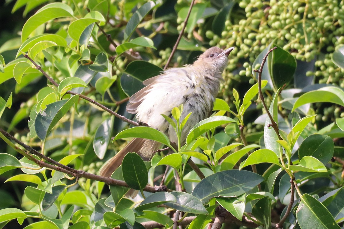 白頭翁 - ML641847789