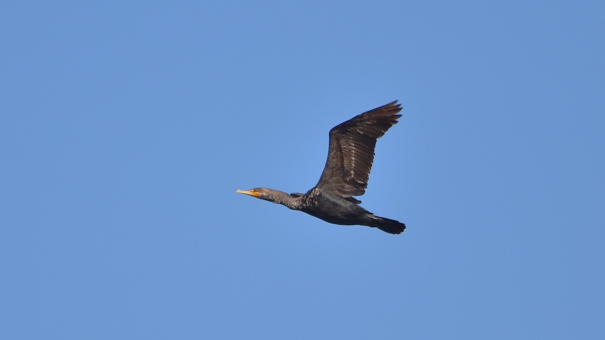 Double-crested Cormorant - ML641847792