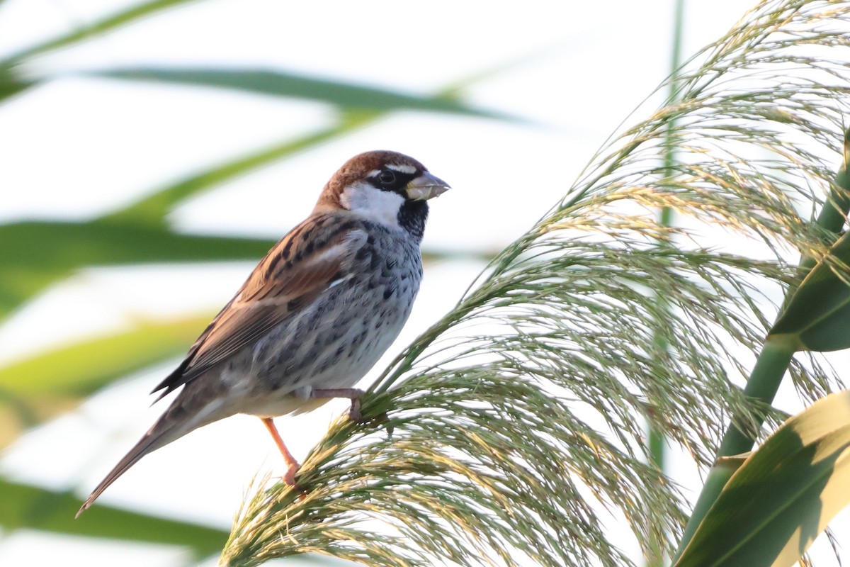 Spanish Sparrow - ML641847795