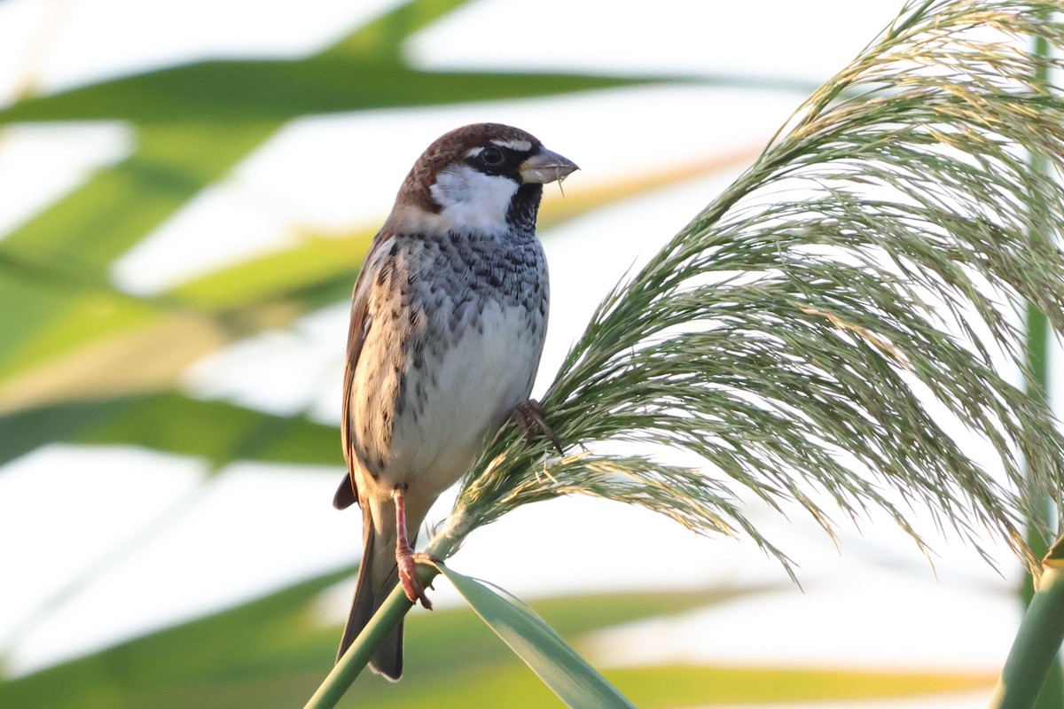 Spanish Sparrow - ML641847796