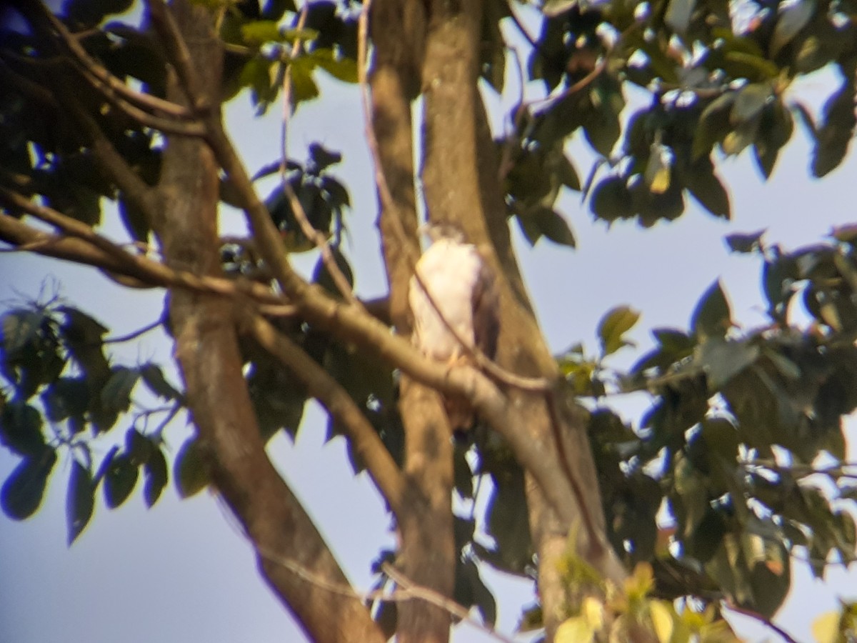 Augur Buzzard - ML641847809