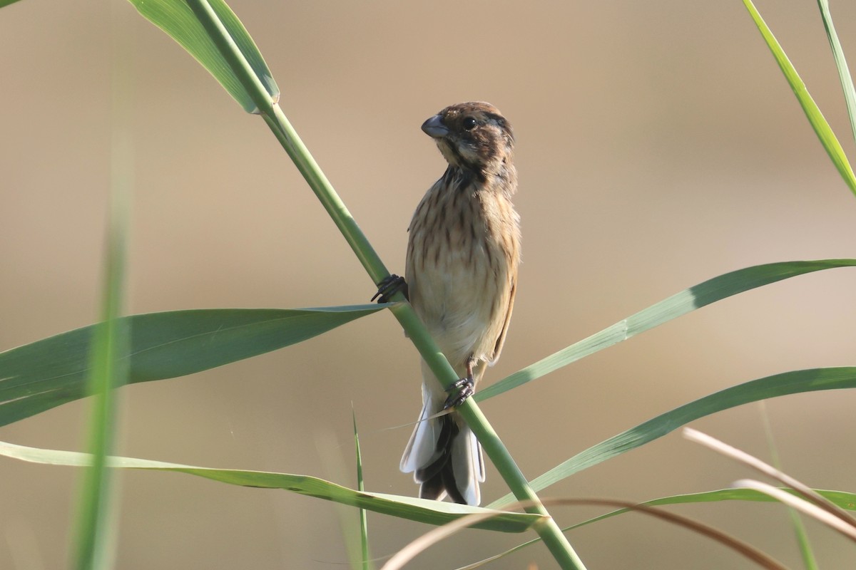 Reed Bunting - ML641847875