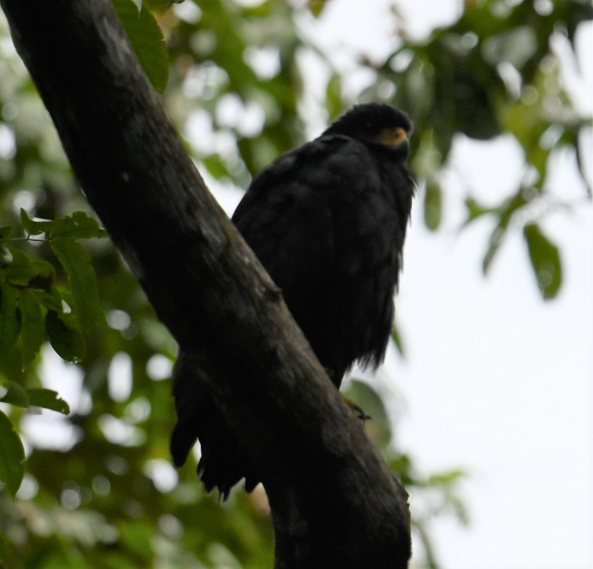 Common Black Hawk - ML641847890