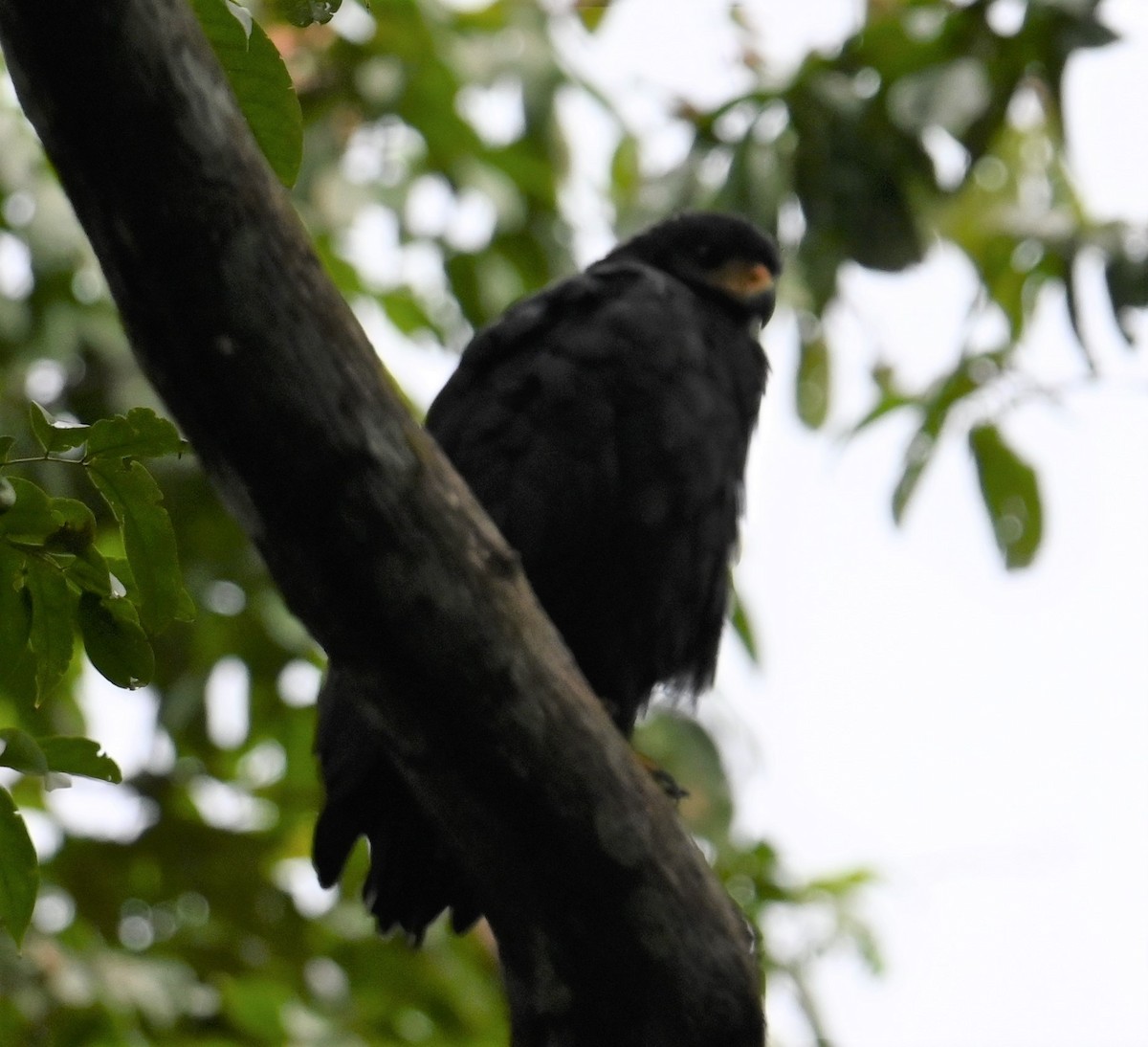 Common Black Hawk - ML641847891