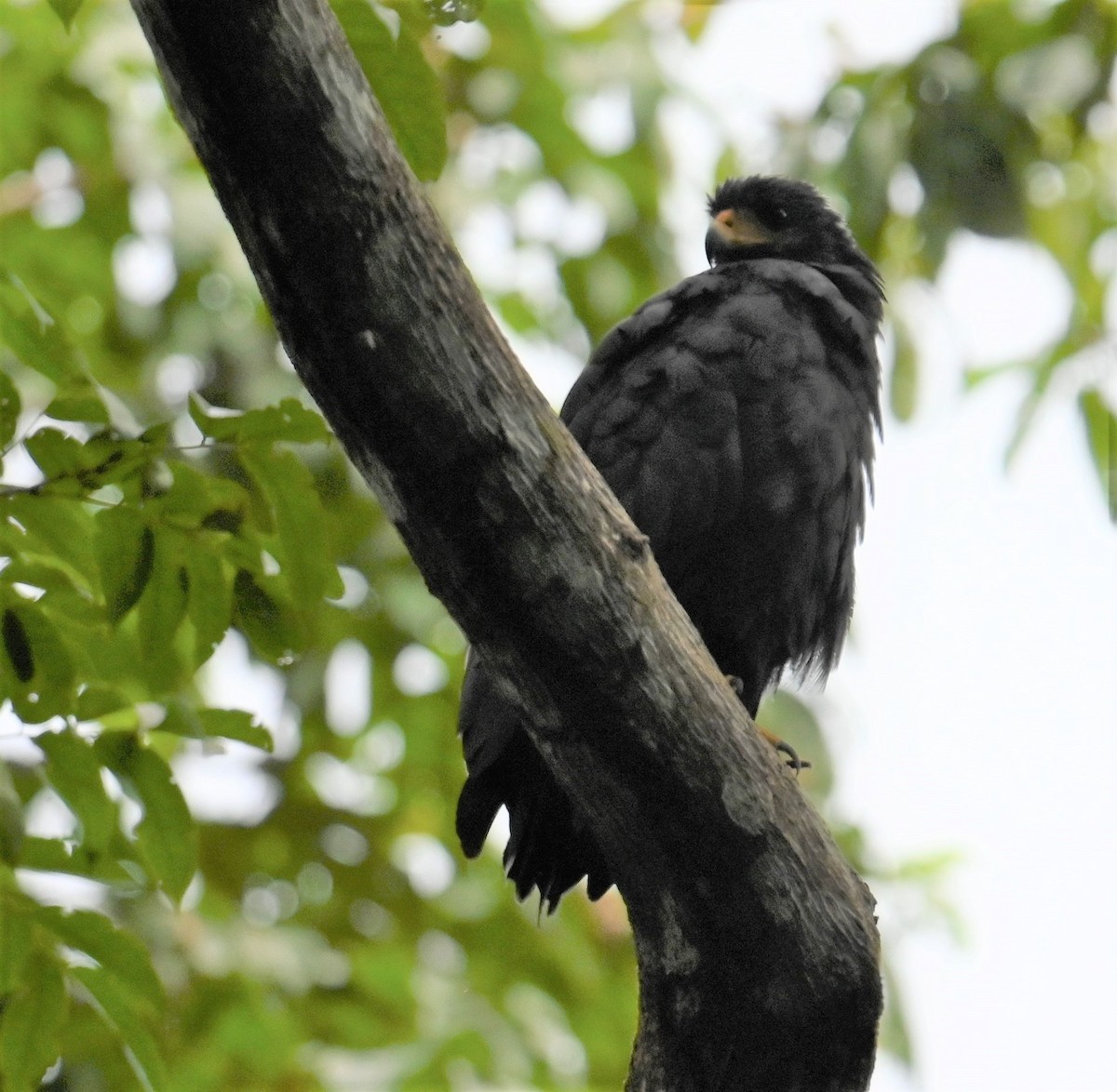 Common Black Hawk - ML641847892