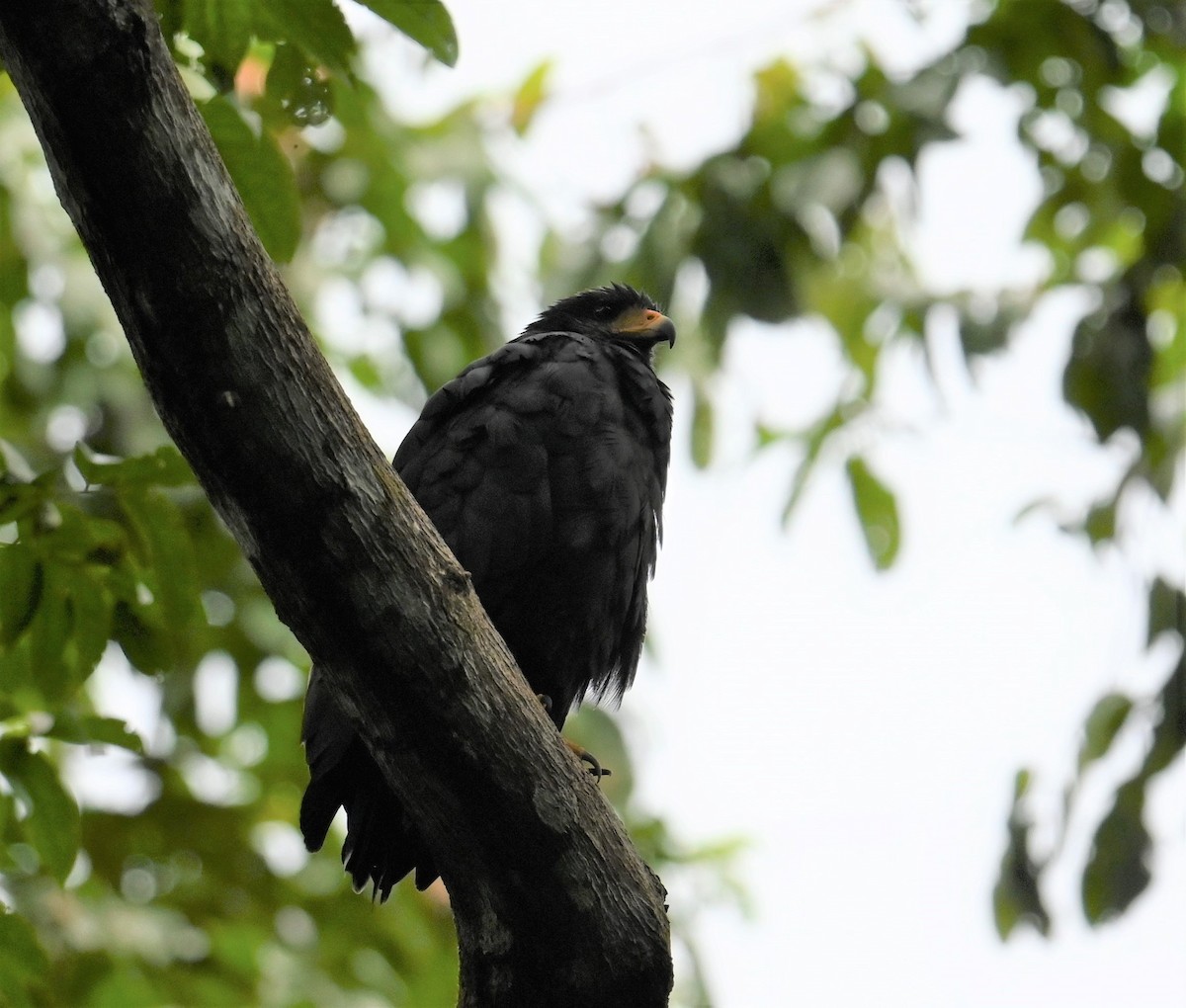Common Black Hawk - ML641847893