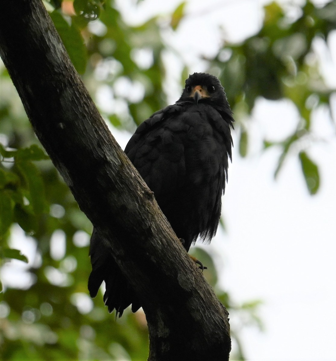 Common Black Hawk - ML641847894