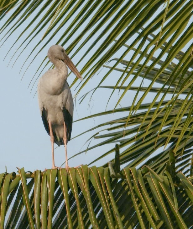 Asian Openbill - ML641847918