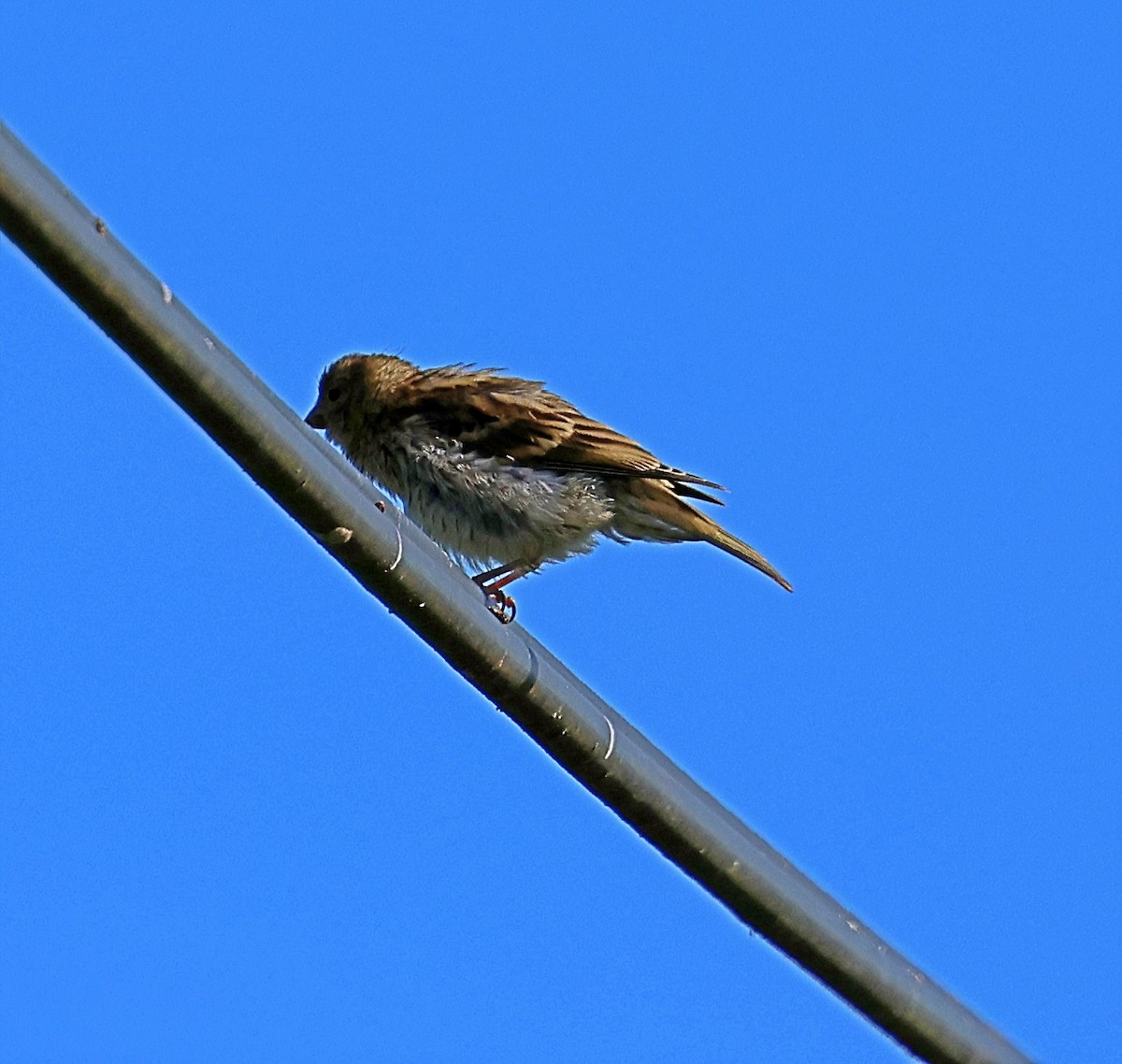European Serin - ML641847928