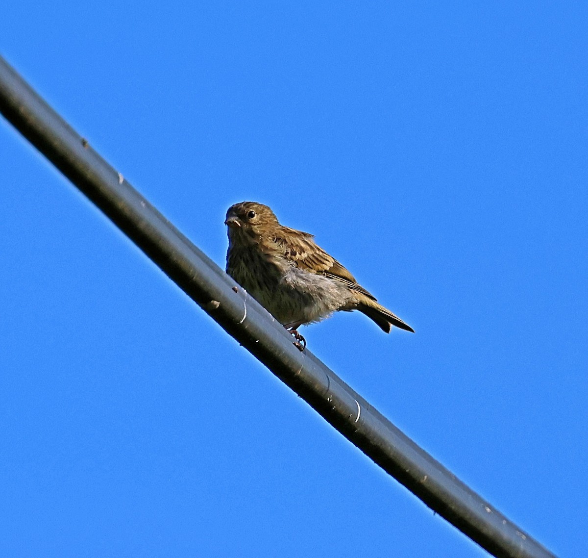 European Serin - ML641847929