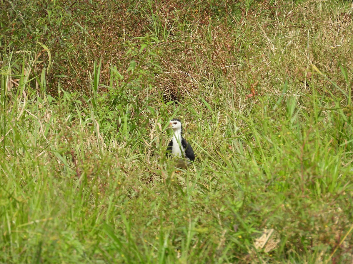 White-breasted Waterhen - ML641847931
