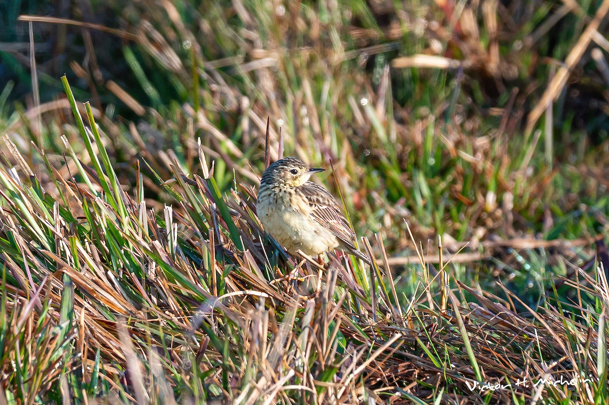 Yellowish Pipit - ML641847941