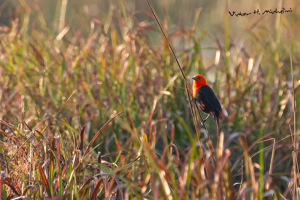 Scarlet-headed Blackbird - ML641847950