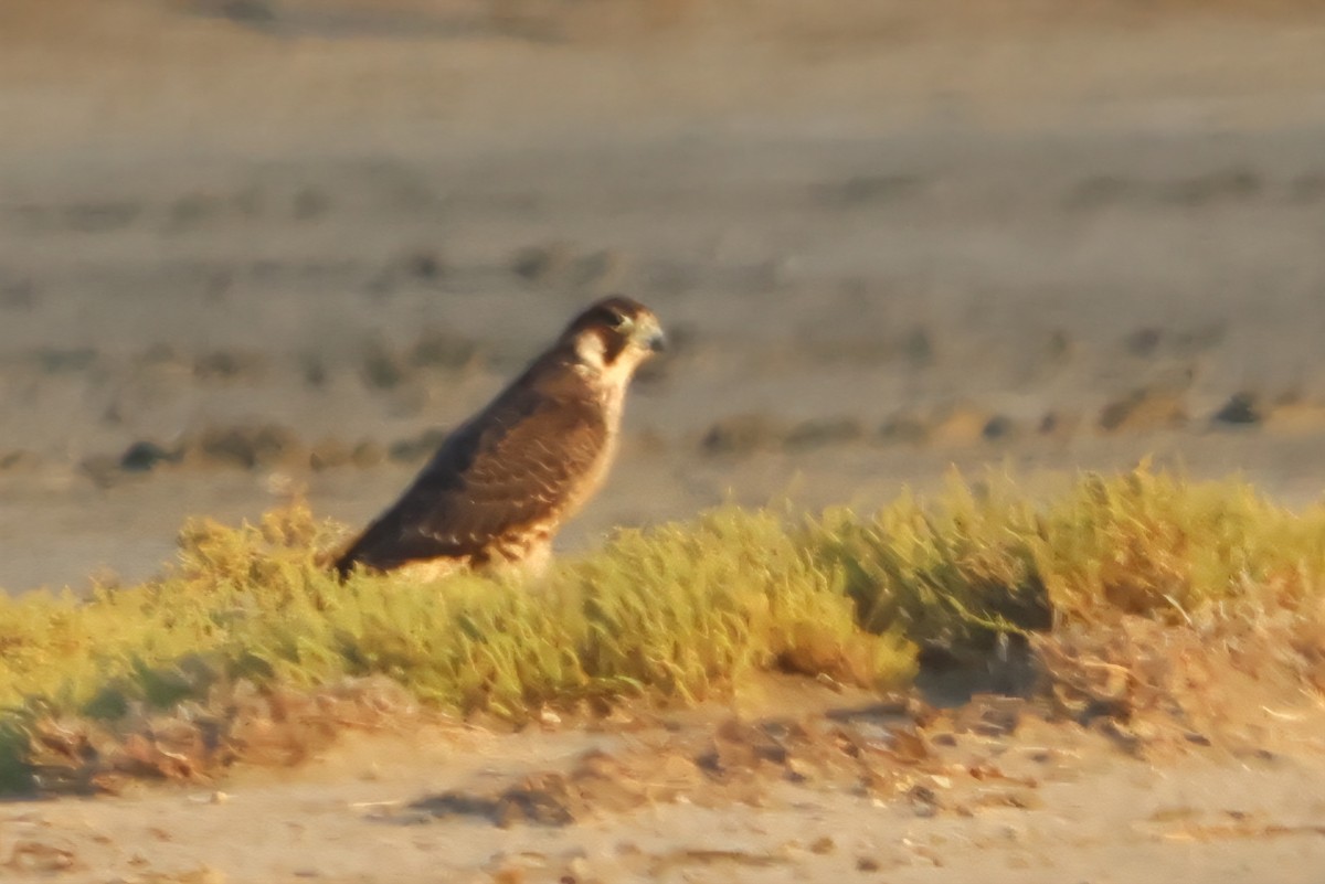 Peregrine Falcon - ML641847962