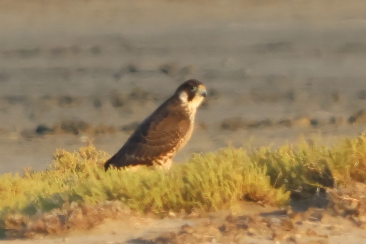 Peregrine Falcon - ML641847963