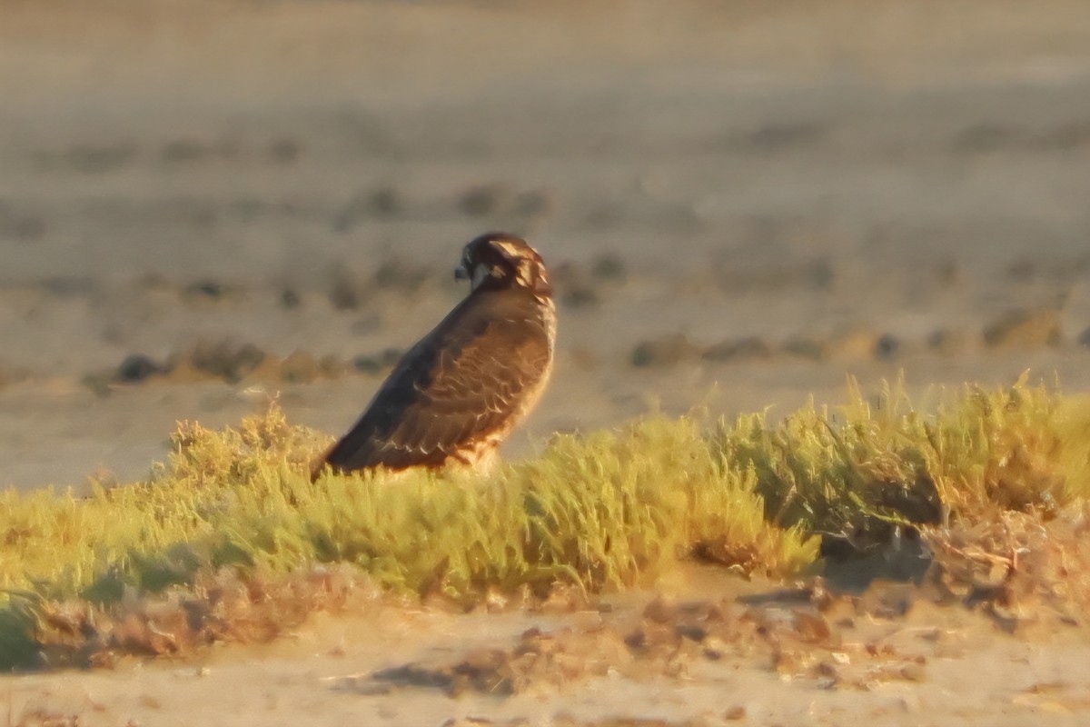 Peregrine Falcon - ML641847964