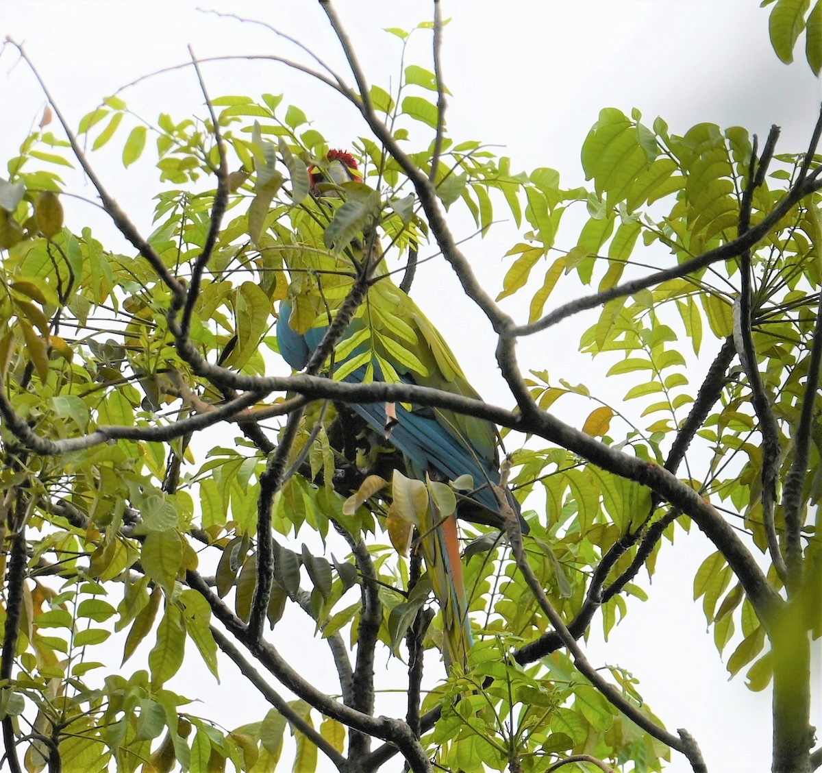 Great Green Macaw - ML641847997