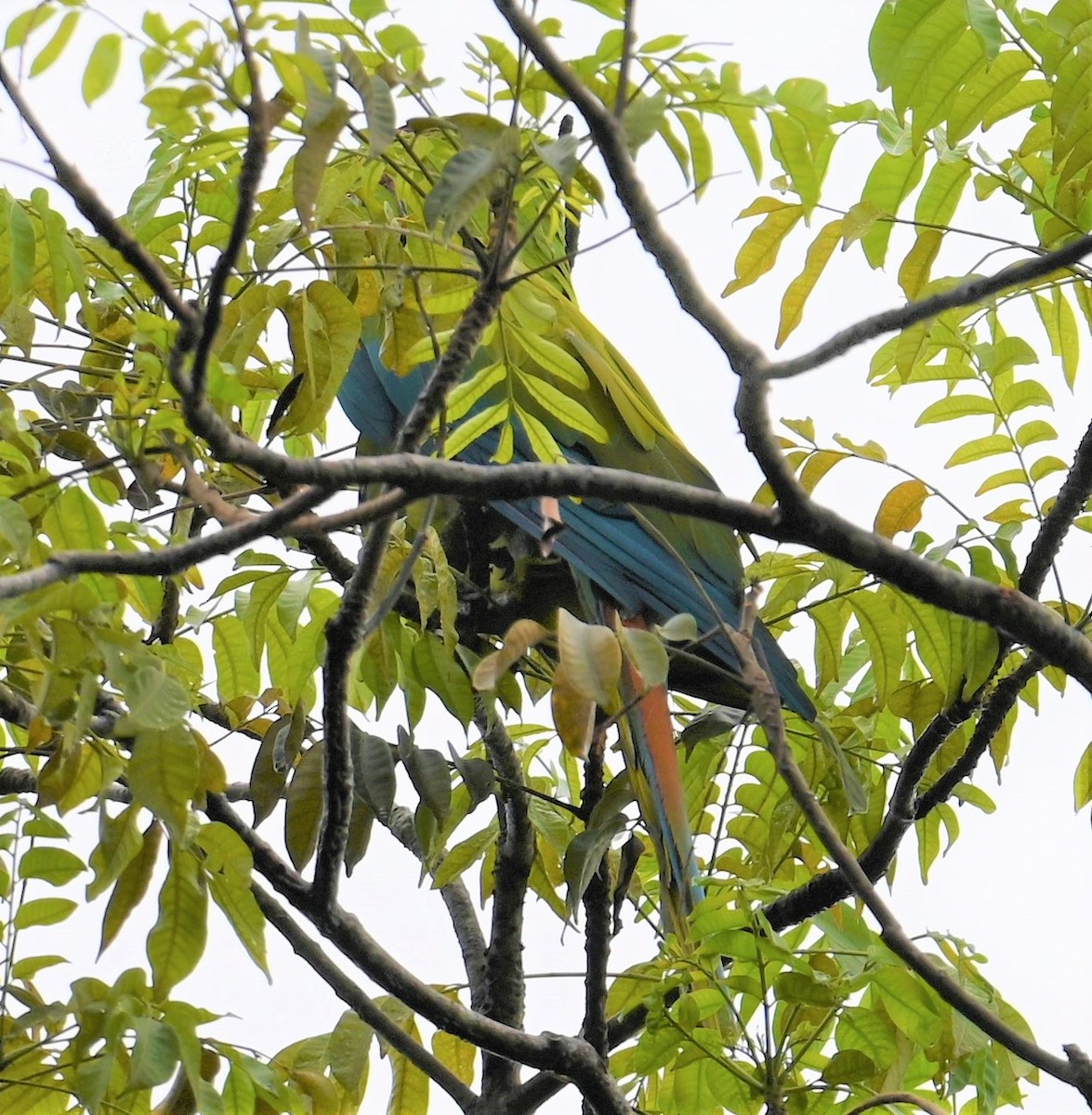 Great Green Macaw - ML641847998