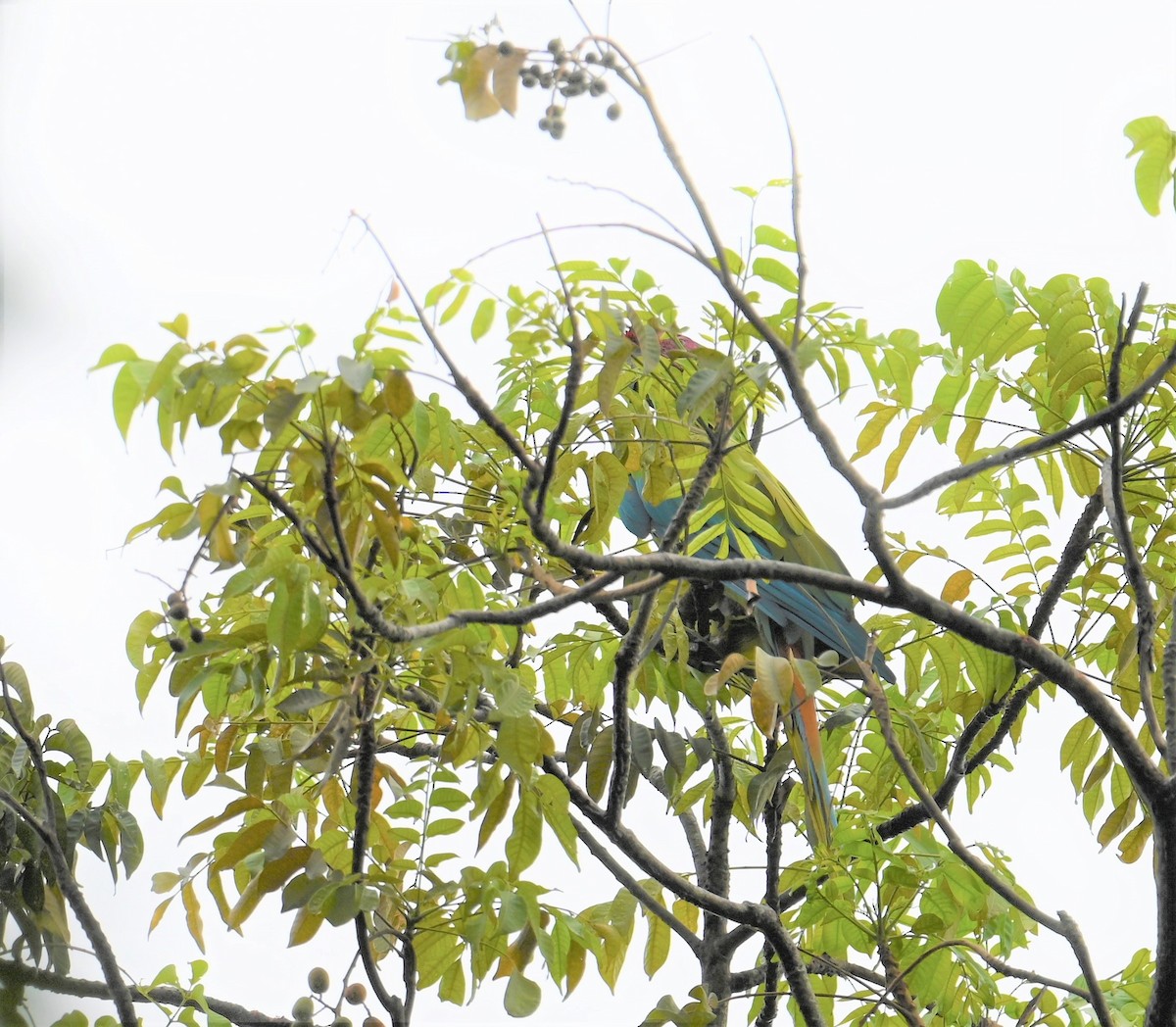 Great Green Macaw - ML641847999