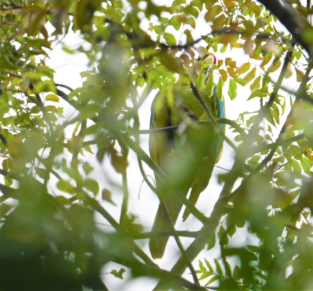 Great Green Macaw - ML641848000