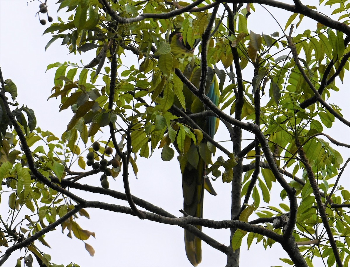 Great Green Macaw - ML641848001