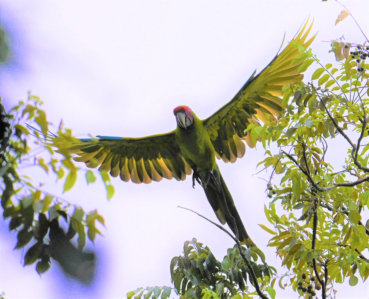 Great Green Macaw - ML641848003