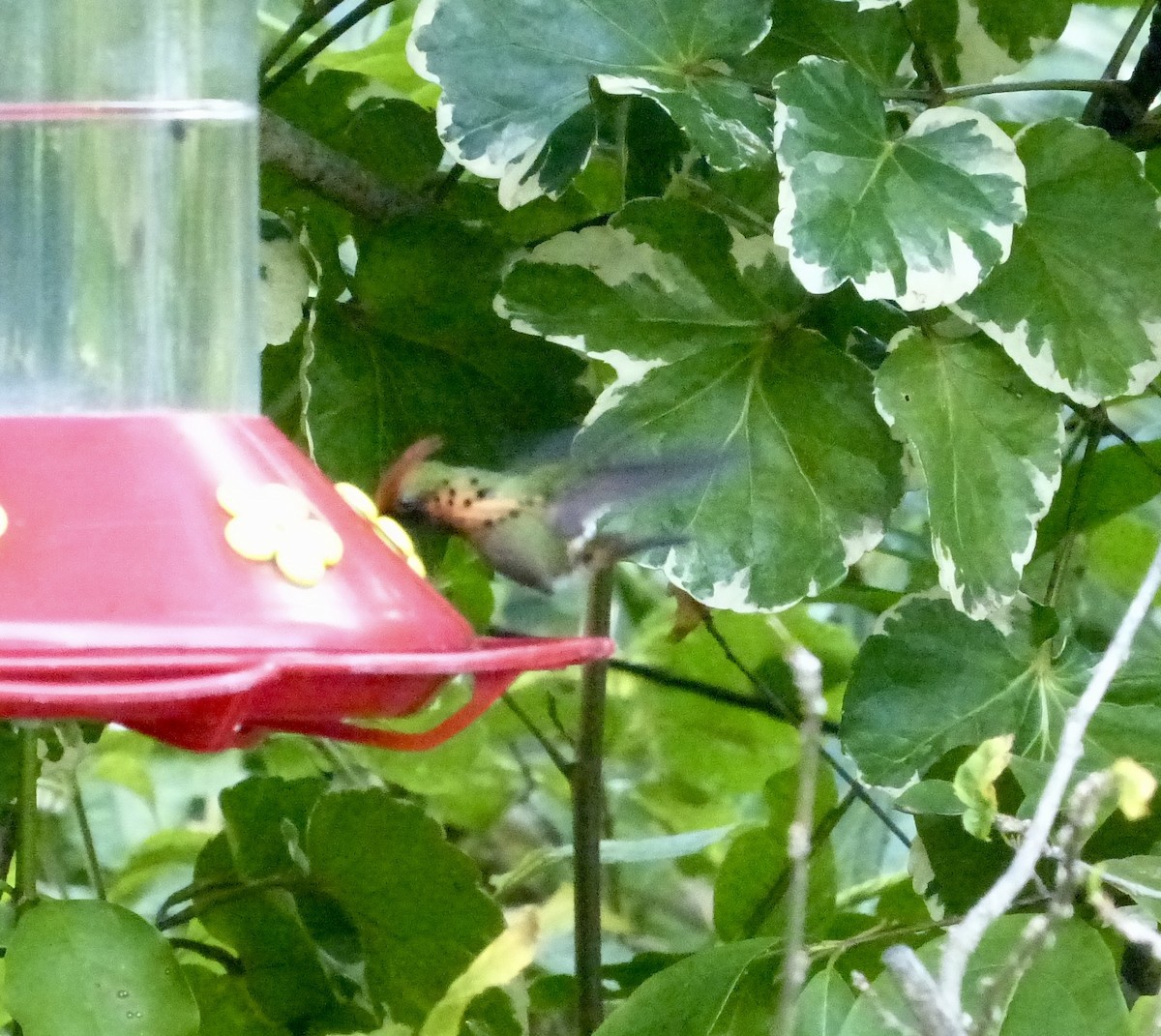 Tufted Coquette - ML641848034