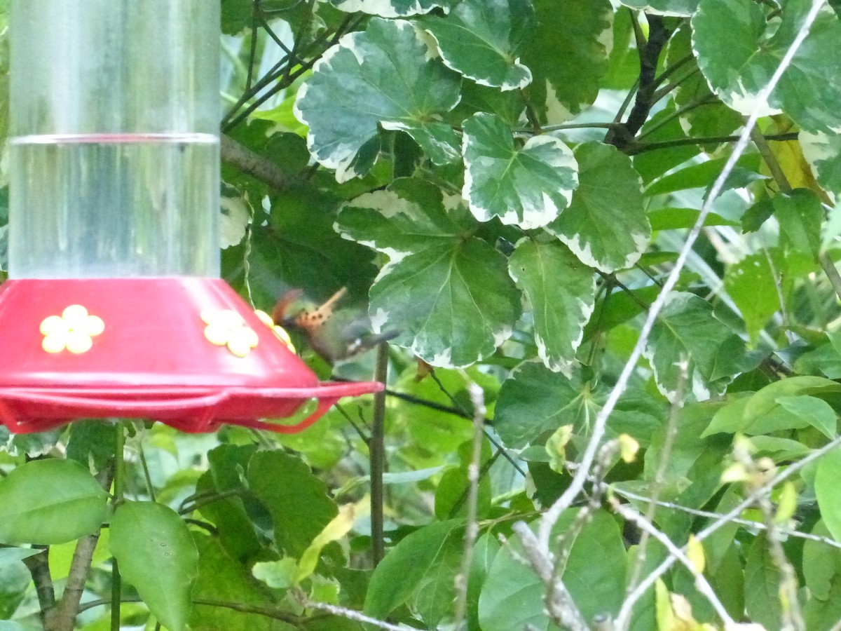 Tufted Coquette - ML641848042
