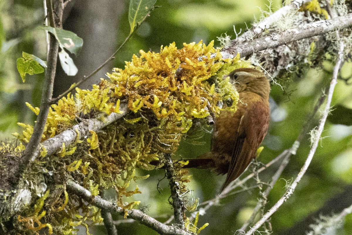 Ruddy Treerunner - ML641848045