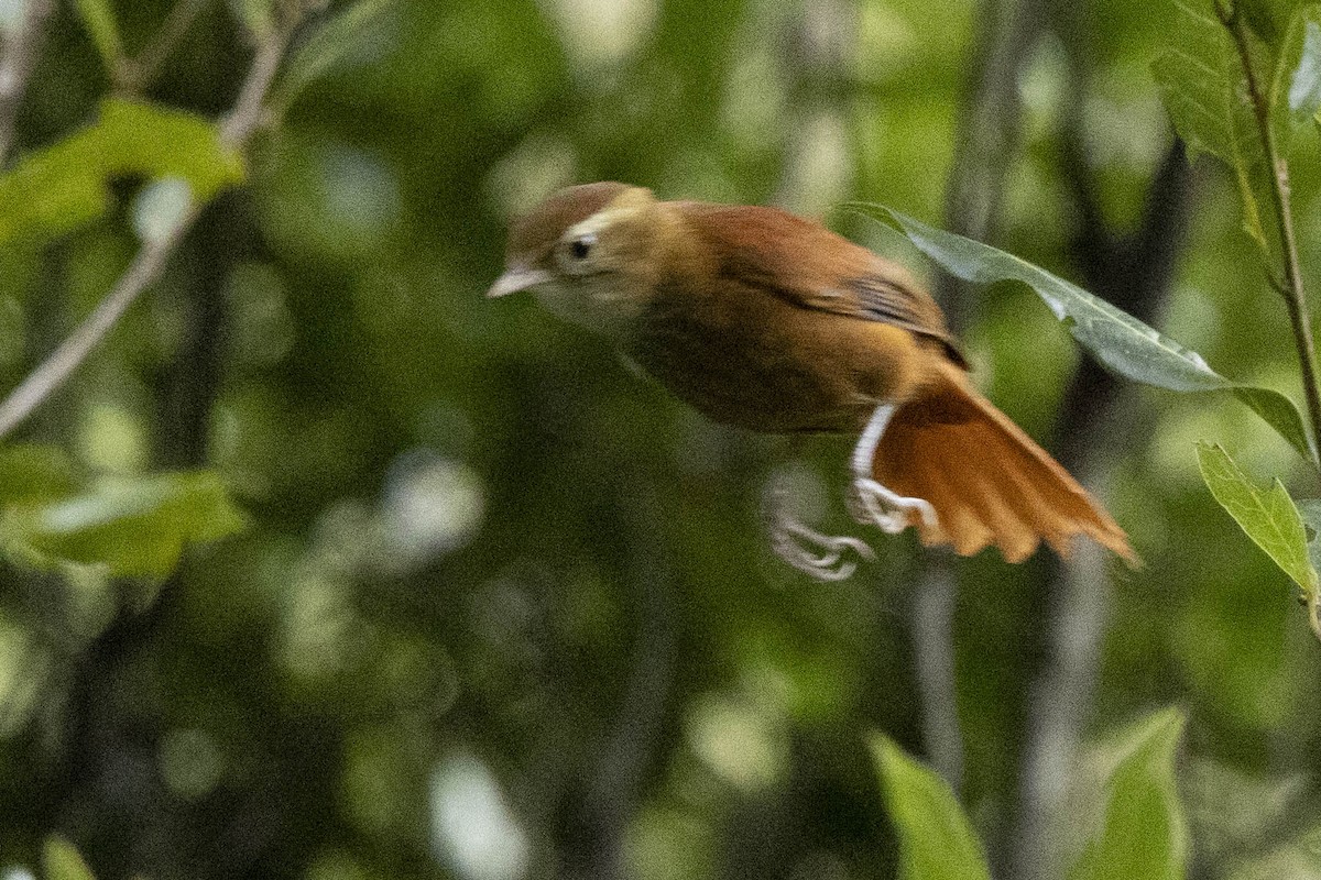 Ruddy Treerunner - ML641848046