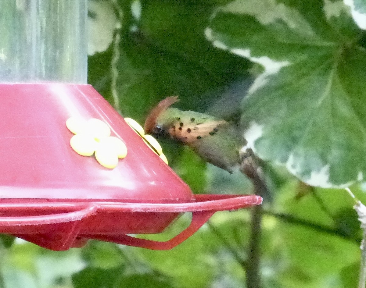 Tufted Coquette - ML641848069