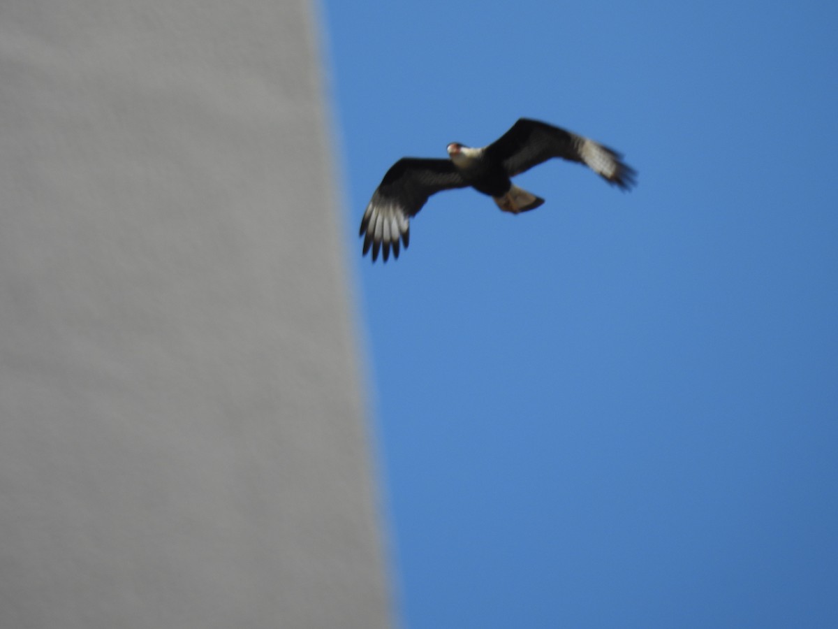 Crested Caracara - ML641848075
