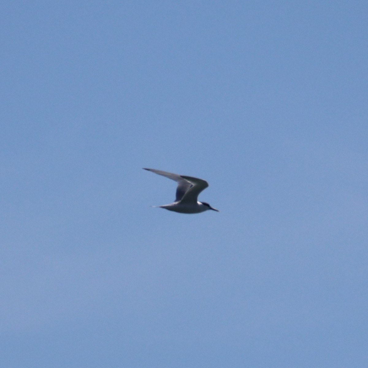 Sandwich Tern - ML641848092