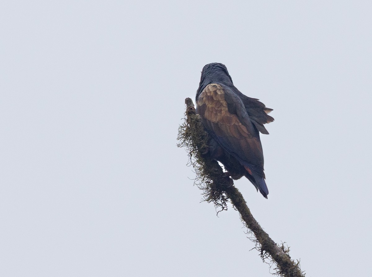 Bronze-winged Parrot - ML641848099